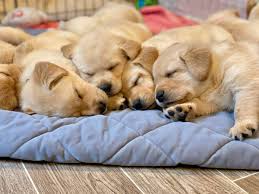 The golden retriever derives its 'retriever' name from its ability to retrieve shot game without any damage as a result of its soft mouth. Canine Companions Livestreams Puppies Being Raised In Santa Rosa