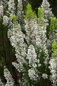 Image result for Erica arborea
