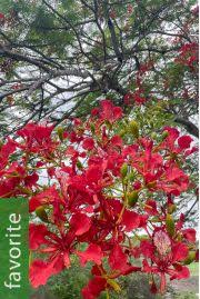 Image result for Millettia dura