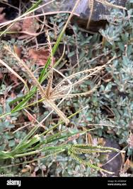 Image result for Panicum pectinellum