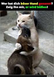 Tiere tierbilder lustige tiere tierbabys natur. 65 Lustige Bilder Von Tieren Ideen Lustige Bilder Lustig Lustige Tierbilder