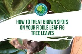 Rainy weather in late summer and fall will encourage the disease, while drier. How To Treat Brown Spots On Fiddle Leaf Fig Leaves With Photos