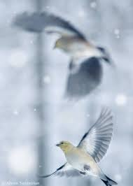 Why Do Birds Fly South For The Winter Riddle Goldfinches No 3 7x10 Bird Print Free Shipping Beautiful Birds Bird Prints Bird