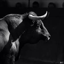 Pin By Miacolluci On Telec Animals Beautiful Bull Art Animals