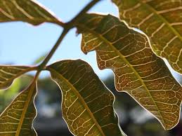 Image result for Bersama lucens