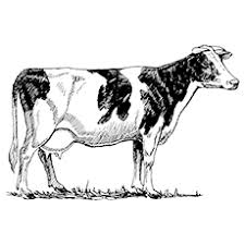 Simply do online coloring for picture of cow coloring page directly from your gadget, support for ipad, android tab or using our web feature. Top 15 Free Printable Cow Coloring Pages Online