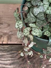Image result for Ceropegia pygmaea