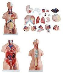 Torso, head, eye, brain, lung (2), (2) the heart, liver, gallbladder, kidney, stomach (2 pieces), intestinal (2 pieces), the male reproductive organs (2), (2) the female. 23 Parts 85cm Human Half Body Model 1 Kit Anatomy Medical Teaching Anatomical Ebay