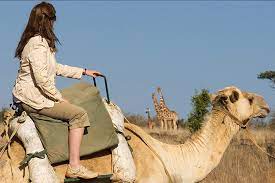 Book rao bikaji camel safari, bikaner on tripadvisor: Kenya S Adventurer Samburu Camel Safari African Safari Group