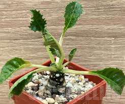Image result for Dorstenia