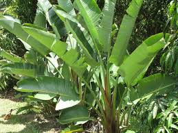 Image result for Strelitzia caudata