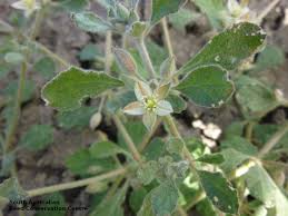 Image result for Glinus