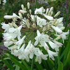 White African Lily Agapanthus Flower Seeds Perennial 25 Etsy Agapanthus Praecox White Agapanthus Agapanthus