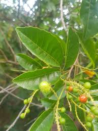 Image result for Allophylus