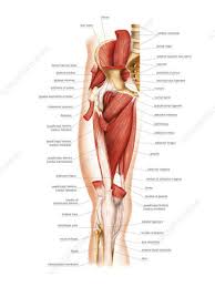 Muscles allow us to move and function. Anterior Muscles Of The Human Body Labelled Illustration Keyword Search Science Photo Library