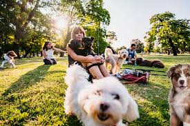 Image result for Recreation Pets Dogs Web Graphics