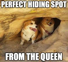 Corgis Hiding From The Queen Meme What Every Dog Deserves Corgi Corgi Memes Corgi Smile