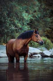 freiberger stute steht im wasser horses horse photography horse photos