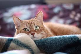 Labored Or Rapid Breathing In Cats Causes Symptoms And What To Do