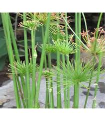 Image result for Cyperus kirkii