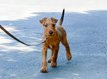 Irish Terrier Wikipedia