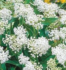 Ice Ballet Milkweed Is A Wonderful Addition To Any Butterfly Garden Or Wildscape But The Added Beauty Of This Culti Milkweed Asclepias Swamp Milkweed