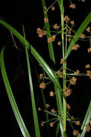 Image result for Rhynchospora perrieri