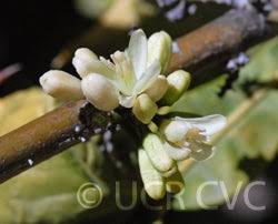 Image result for Citropsis