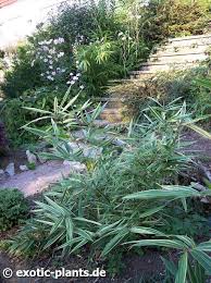 Image result for Pleioblastus fortunei