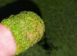 Image result for Wolffia arrhiza