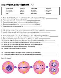 Our main purpose is that these review the cell cycle worksheet answer key photos gallery can be a guidance for you, give you more inspiration and also help you get a nice day. Reinforcement Cell Division Answer Key By Biologycorner Tpt