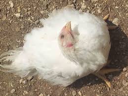 Newcastle disease is a highly contagious viral disease spreads rapidly affects chickens and turkeys causing high mortality and decrease the growth ratio in. Newcastle Disease In Poultry Laying Hens