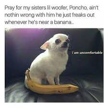 1 A 300 Year Old Library Tool That Enabled A Researcher To Have Seven Books Open At Once Yet Conveniently Funny Animal Memes Funny Dog Pictures Funny Animals