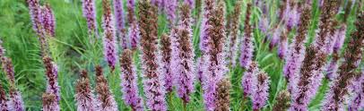 We did not find results for: Perennials For Wisconsin Melinda Myers
