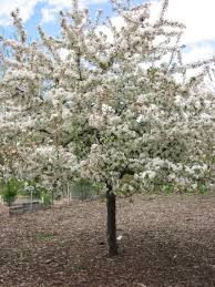 Sargent crabapple 'tina', malus toringo subsp. The Best Crabapple Trees For Your Landscape