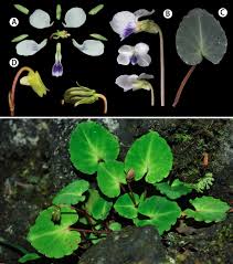 Image result for Violaceae