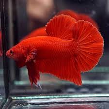 Tetapi salah satu bagian terpenting dari perawatan mereka adalah memastikan anda menggunakan makanan. Gambar Ikan Cupang Hias Terlengkap Warna Dasar Harga Jual Cupang
