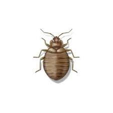 You can identify pest damage in one of two ways: Pest Identification Library Common Bugs In Georgia Tennessee