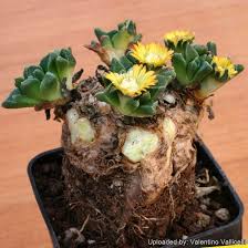 Image result for Nananthus vittatus