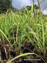 Image result for Cymbopogon nardus