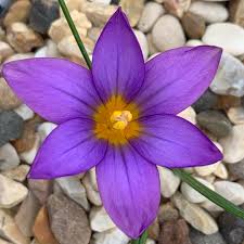 Image result for Romulea
