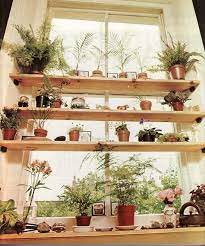 Plant Windows Kitchen Plants Window Shelf Decor Kitchen Window Shelves