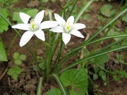 Image result for Ornithogalum