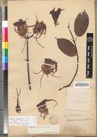 Image result for Strophanthus sarmentosus