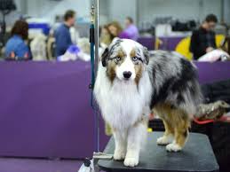 The show has been held in new york's madison square garden every year since 1877. Dog Breeds That Have Never Won The Westminster Dog Show