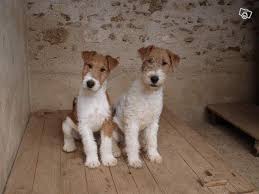 Chiots Fox Terrier Animaux Eure Et Loir Leboncoin Fr Fox Terriers Animaux Chiot