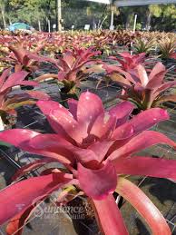 Image result for Nervilia petraea