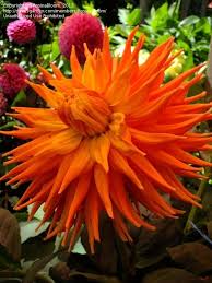 Full Size Picture Of Semi Cactus Dahlia Daleko Jupiter I Dahlia I Dahlia Spring Plants Dahlias Garden