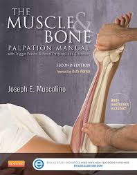 Anatomy • free medical books. Books Learn Muscles