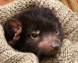 Shaliniyoga published january 10, 2021 150 views. Tasmanian Devil Baby Baby Animal Zoo